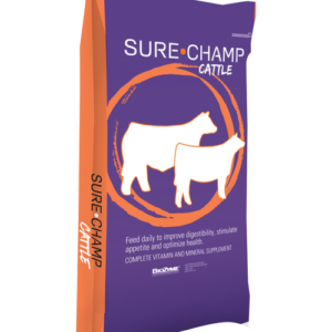 Sure Champ Cattle