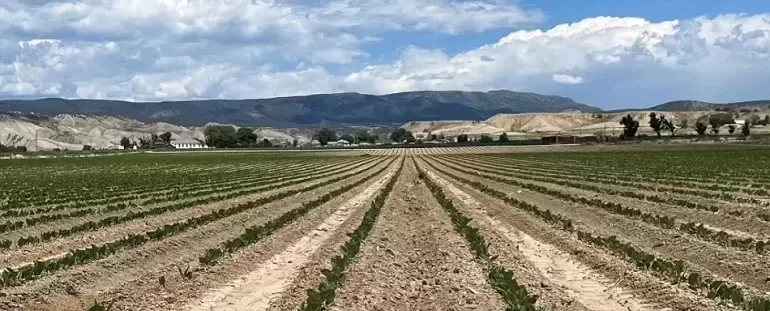 How to Grow Beans in the High Plains