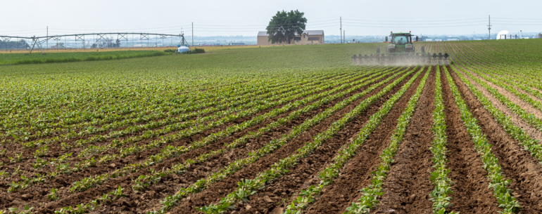 High Plains Beans - A Glimpse into the Field!