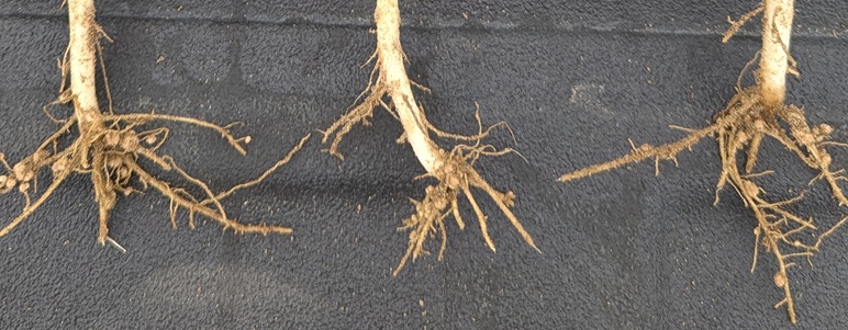 Root Nodules and Nitrogen Fixation: A Field-Level Look at the Power of Beans