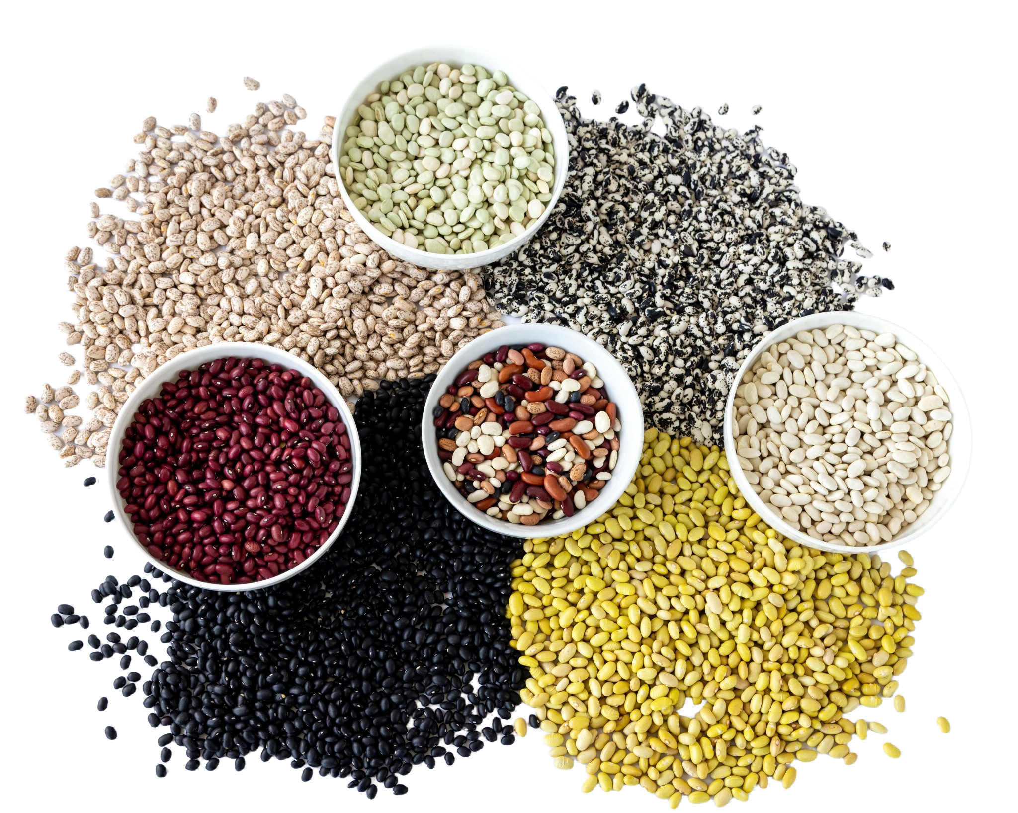 Northern Bean